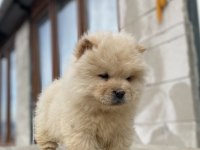 Chow chow köpeğimiz