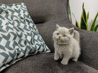 Koca Kafalı British Shorthair Yavruları