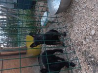 Rezerve iptali simsiyah erkek malinois