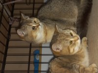 Yetişkin dişi erkek british shorthair