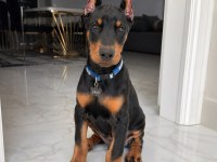 Kalite Duruşlu Aşıları Tam Estetikli Doberman Yavrular