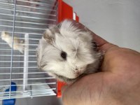 Guinea pig yavrularımız