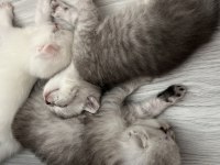 Safkan british shorthair yavrular
