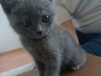 60 günlük bebek dişi british shorthair