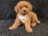Red Toy Poodle Erkek