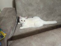 oyuncu minik scottish fold