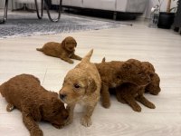 Yavru Toy Poodle