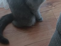 Scottish fold anne ve yavru sahiplendirilecektir