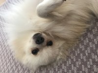 Erkek Pomeranian Boo