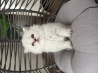 Peluş Tüylü British Longhair Dişi