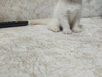 Kaliteli British Shorthair