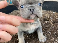 FRENCH BULLDOG TOSUNCUKLAR YENİ AİLELERİNİ BEKLİYOR
