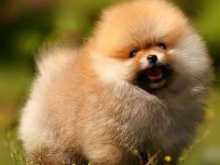 Irk Ve Sağlık Garantili Pomeranian Bebekler