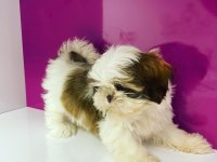 IRK GARANTİLİ SHİH TZU YAVRULARI