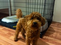 Sevgi Dolu 6 Aylık Toy Poodle Yeni Ailesini Bekliyor