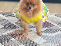 2 Yaşında Dişi Pomeranian