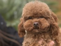ÖZEL T-CUP DİŞİ POODLE TEDDY FACE / 1,5 KG