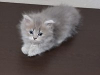 Silver British Longhair Yavrular