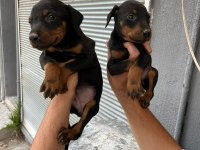 A KALİTE DOBERMAN YAVRULAR