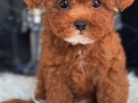 Ev Ortamında Büyüyen Poodle Yavrular