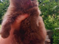 Cinnamon erkek british shorthair