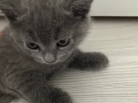Yakışıklı paşalarım scottish fold