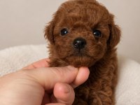 Sağlıklı Ve Sosyal Toy Poodle Yavrular