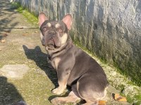 LİLAC & TAN FRENCH BULLDOG ERKEĞİMİZ EŞLEŞMEYE AÇIK