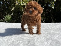 Kore Kan Aşılı Bebek Köpekler