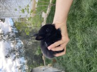 Netherland dwarf cüce tavşan yavruları