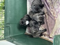 French Bulldog Yavrular