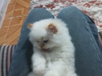 Harika Erkek İran Kedisi Bebeğimiz