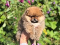 Teddy Bear Pomeranian Yavruları