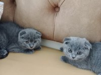 SAFKAN IRK SCOTTİSH FOLD KEDİLER