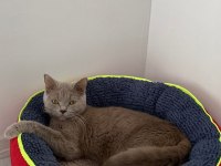 British shorthair kedisi