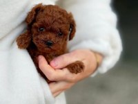 Bakanlık Onaylı Çiftlikten Toy Ve Teacup Poodle Yavruları