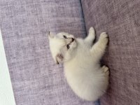 2 aylık scottish fold yavrular