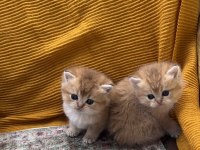 Golden british shorthair bebekler