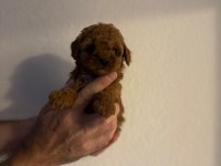 Güzeler güzeli Poodle bebekler
