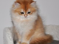 3 AYLIK GOLDEN BRİTİSH LONGHAİR NY12 YAVRU