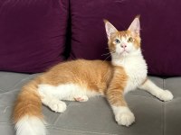 ODD EYE MAİNE COON BOY KEDİMİZ