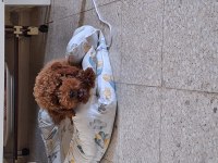 Yakışıklı erkek poodle