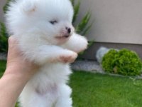 Kar Beyazı Pomeranian Boo Dişi