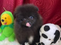 Pomeranian Black Yavrularımız Teslime Hazır