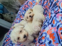 2 aylık dişi ve erkek köpekler