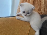4 Yavru Kedimiz Saf Scottish Fold