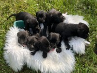 A şecereli kif kayıtlı dev cane corso