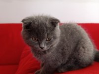 Kaliteli uygun puanlı scottish fold