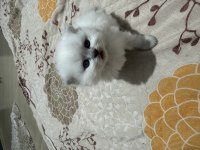 Scottish Longhair Bebeklerimiz