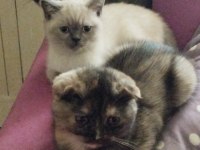Scottish Fold dişi 3 aylık